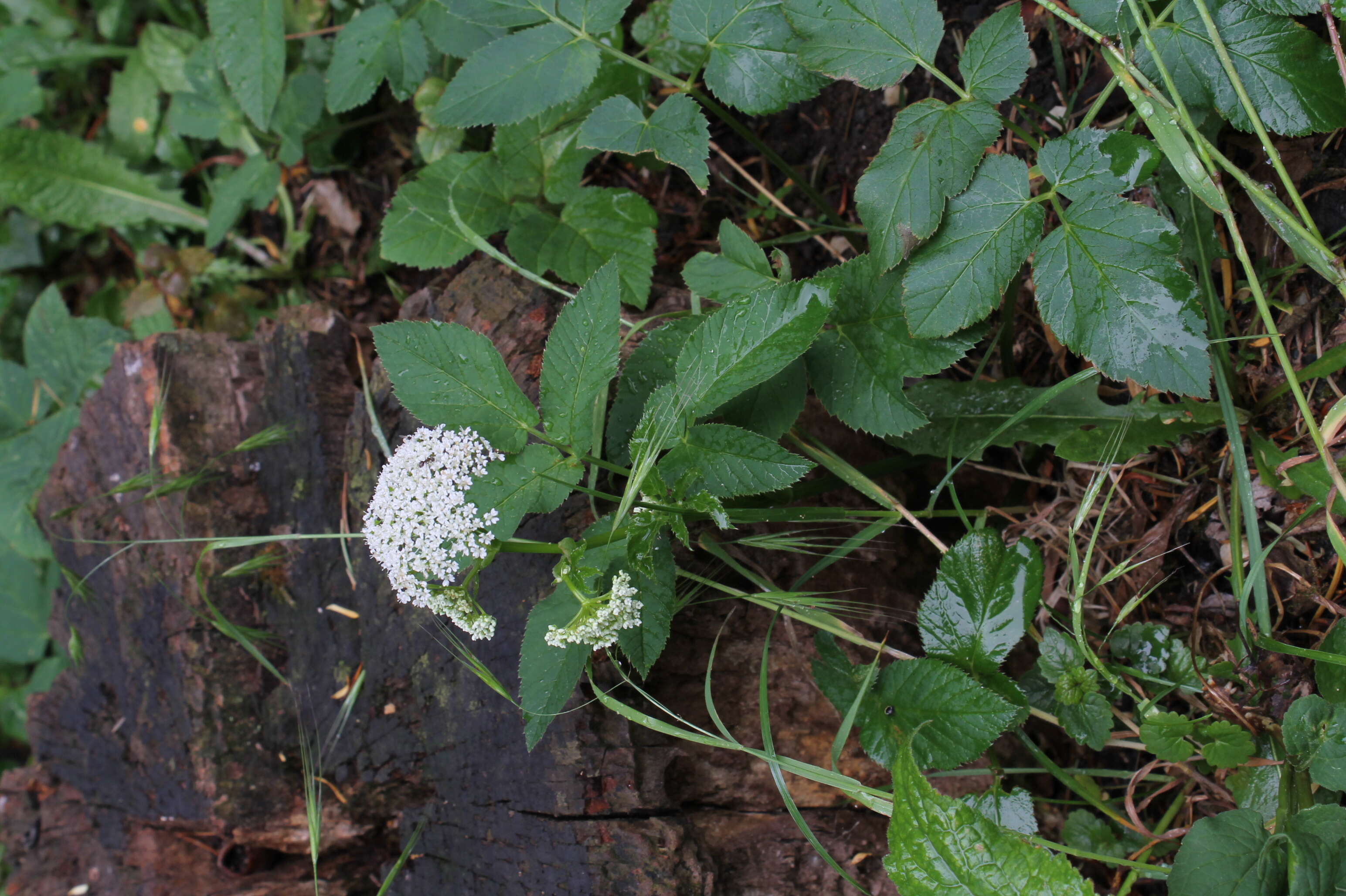 Image of bishop's goutweed