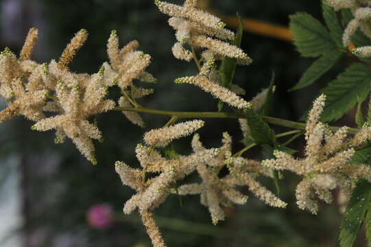 Image of bride's feathers