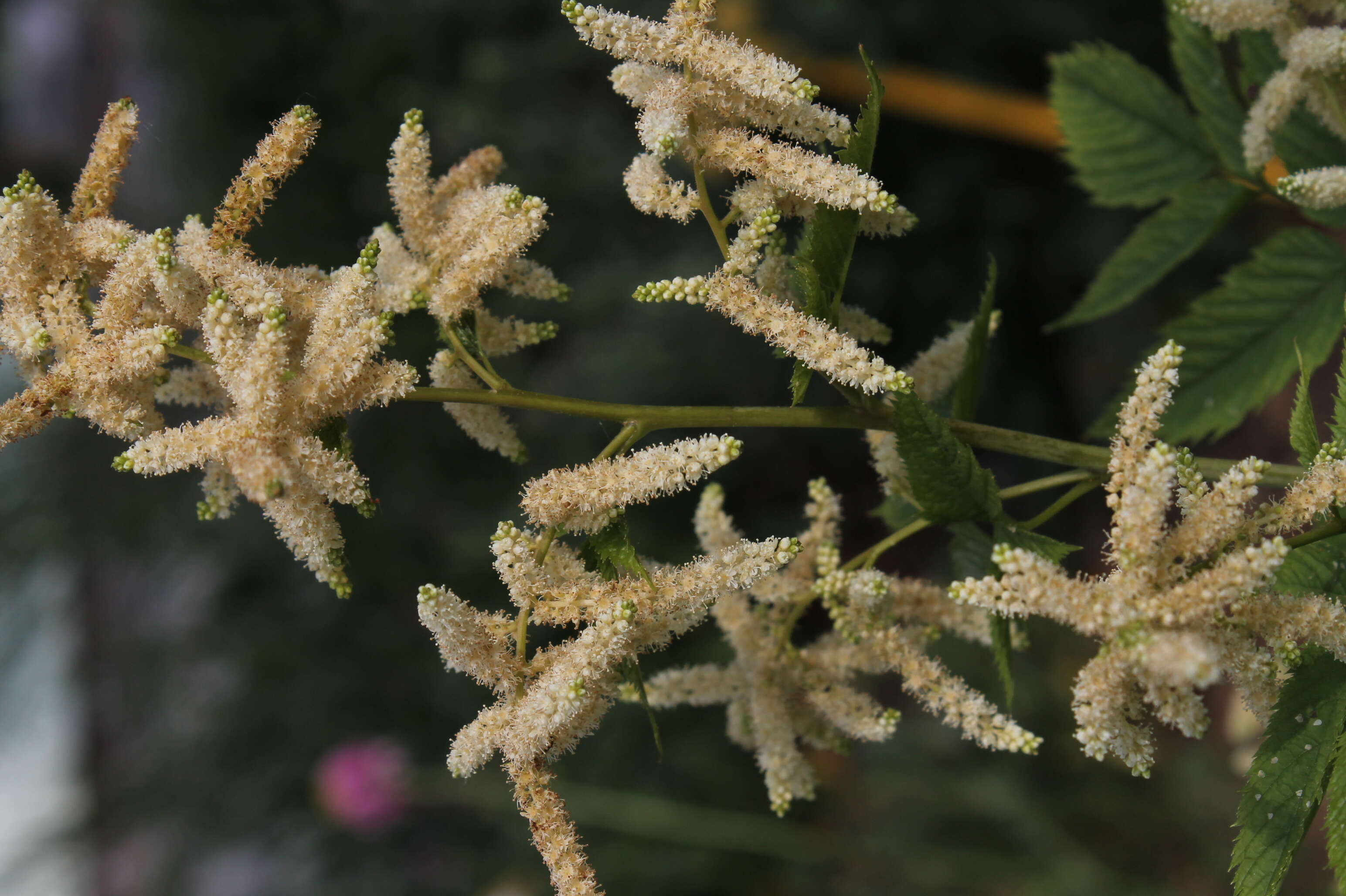 Image of bride's feathers