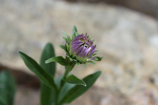 Image of alpine aster