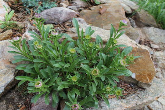 Image of alpine aster