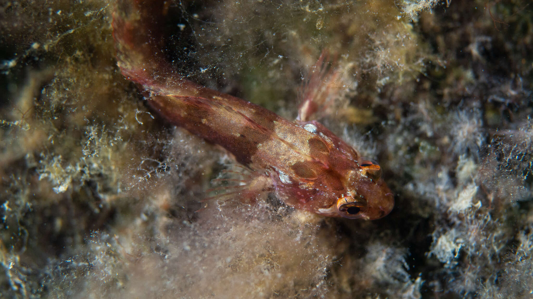 Image of Common weedfish