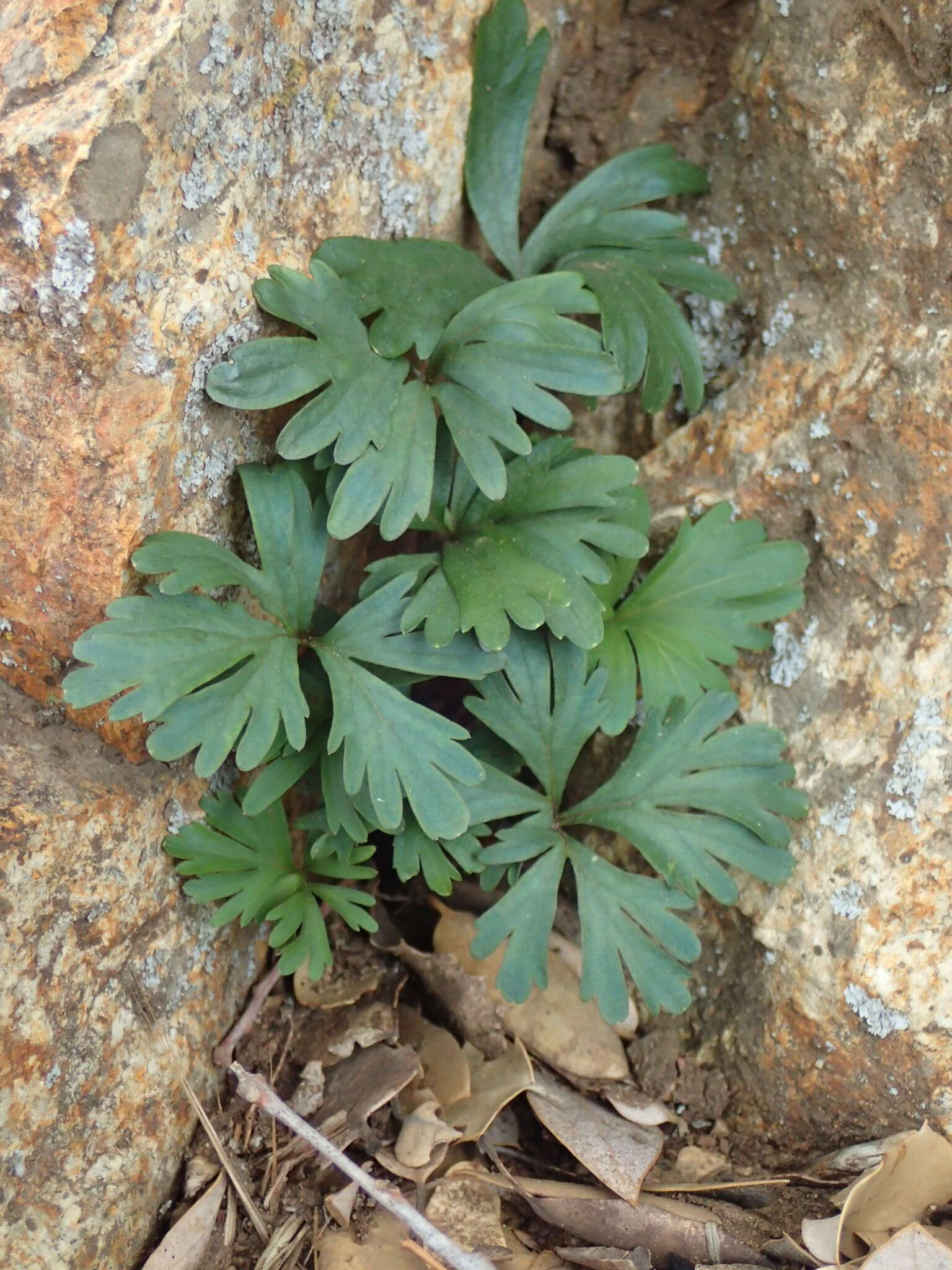 Viola sheltonii Torr.的圖片