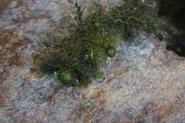 Image of Bladderwort