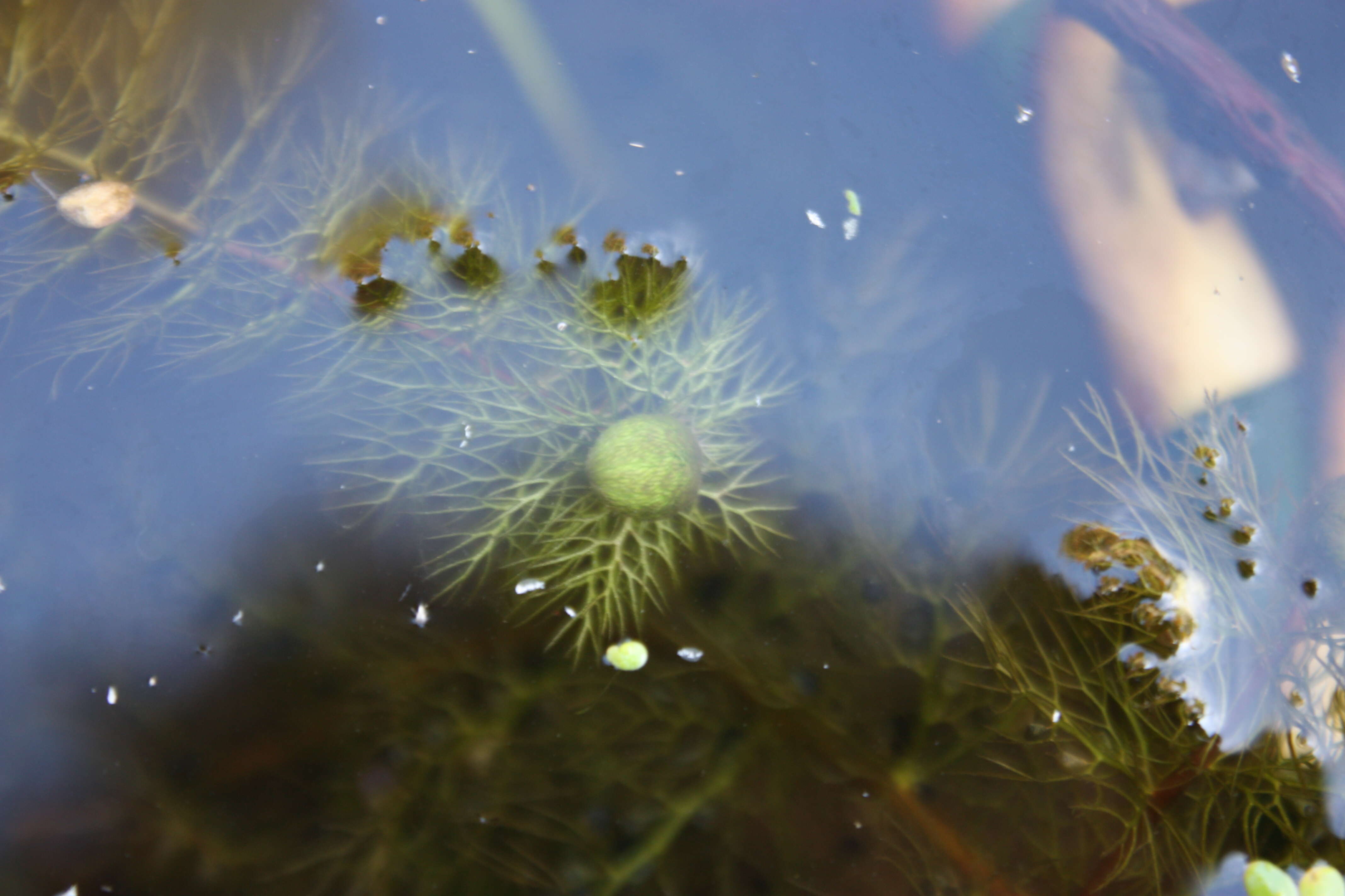 Image of Bladderwort