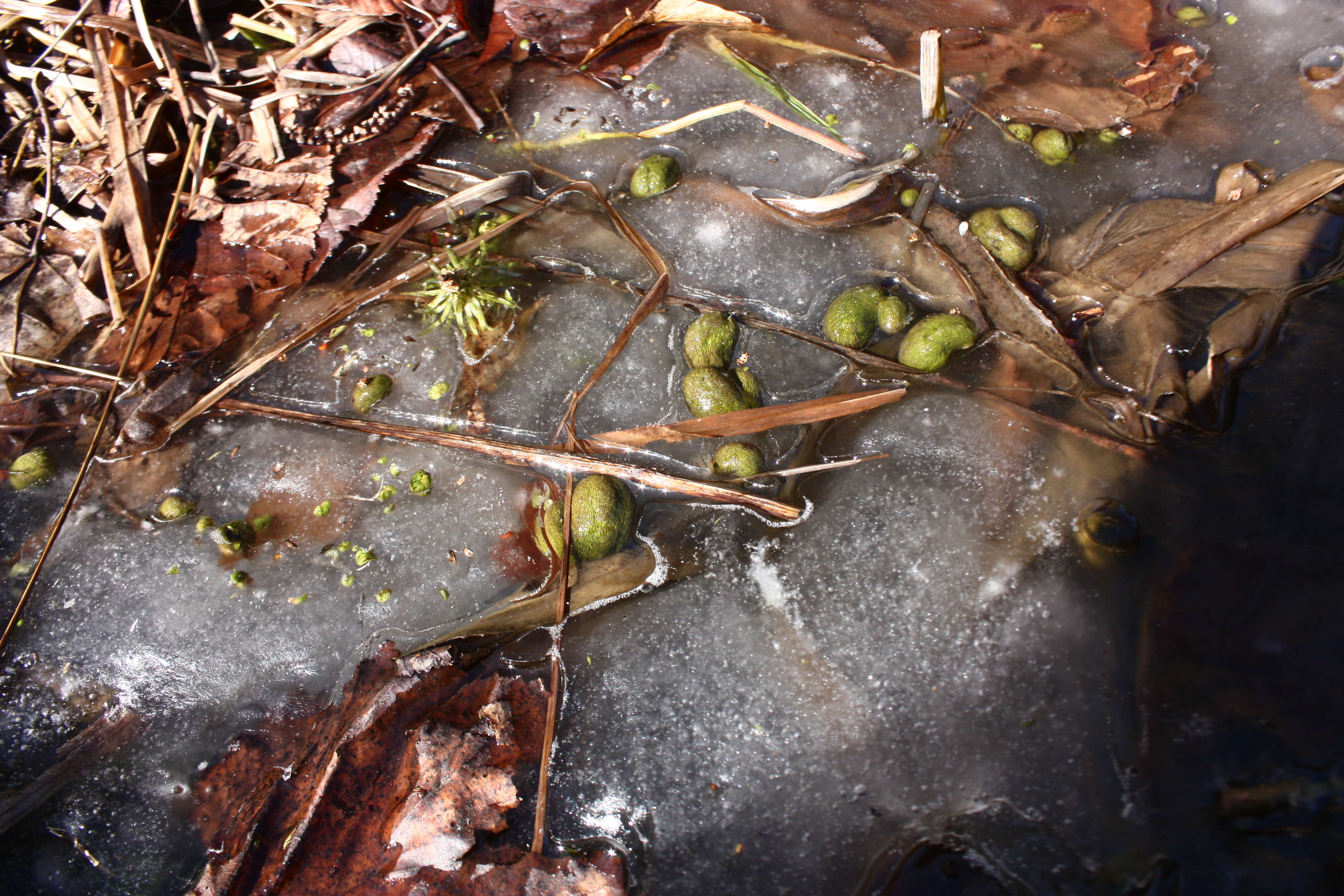 Image of Bladderwort