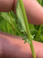 Image of splitleaf groundsel