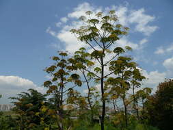 Image of Giant Fennel