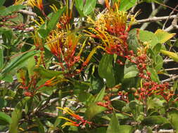 Imagem de Psittacanthus cucullaris (Lam.) G. Don