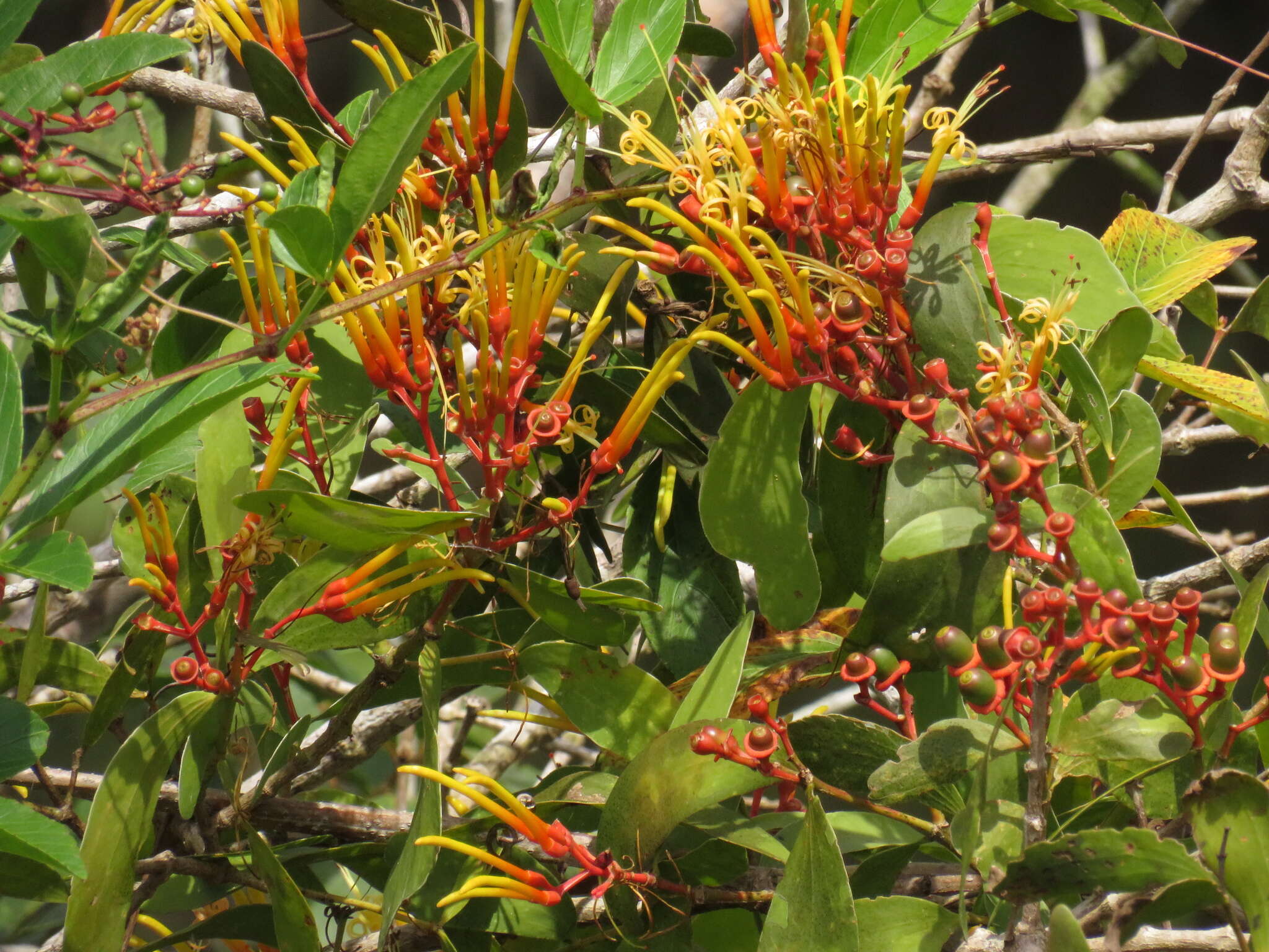 Imagem de Psittacanthus cucullaris (Lam.) G. Don