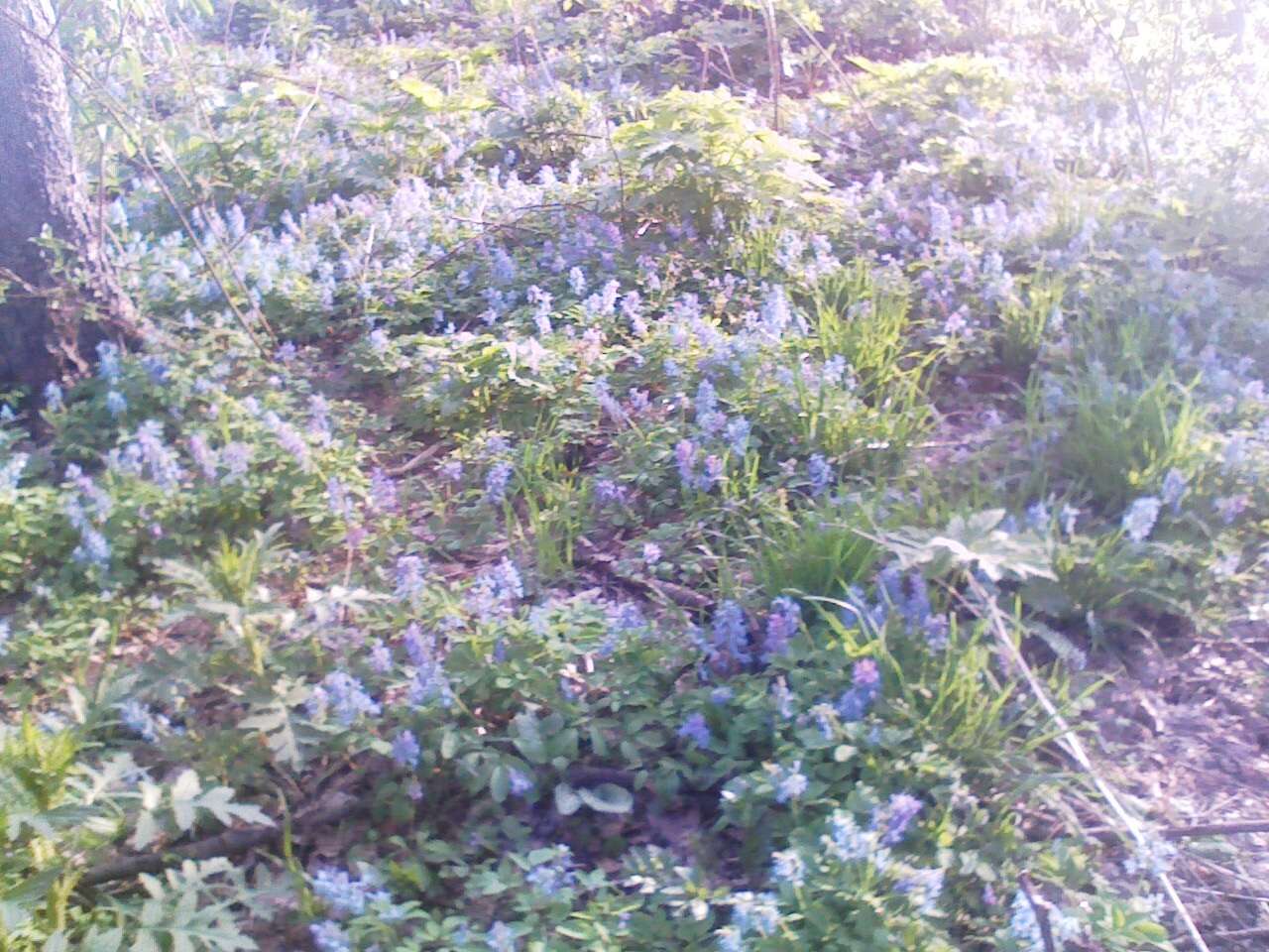 Image of Corydalis ambigua Cham. & Schltdl.