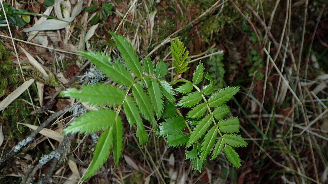 Image of Sorbus randaiensis (Hayata) Koidz.