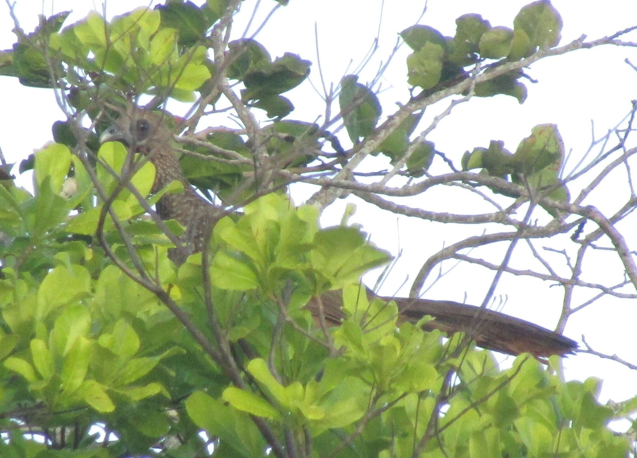 Image of Brazilian Chachalaca