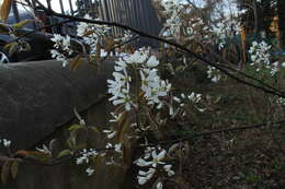 Image de Amelanchier lamarckii