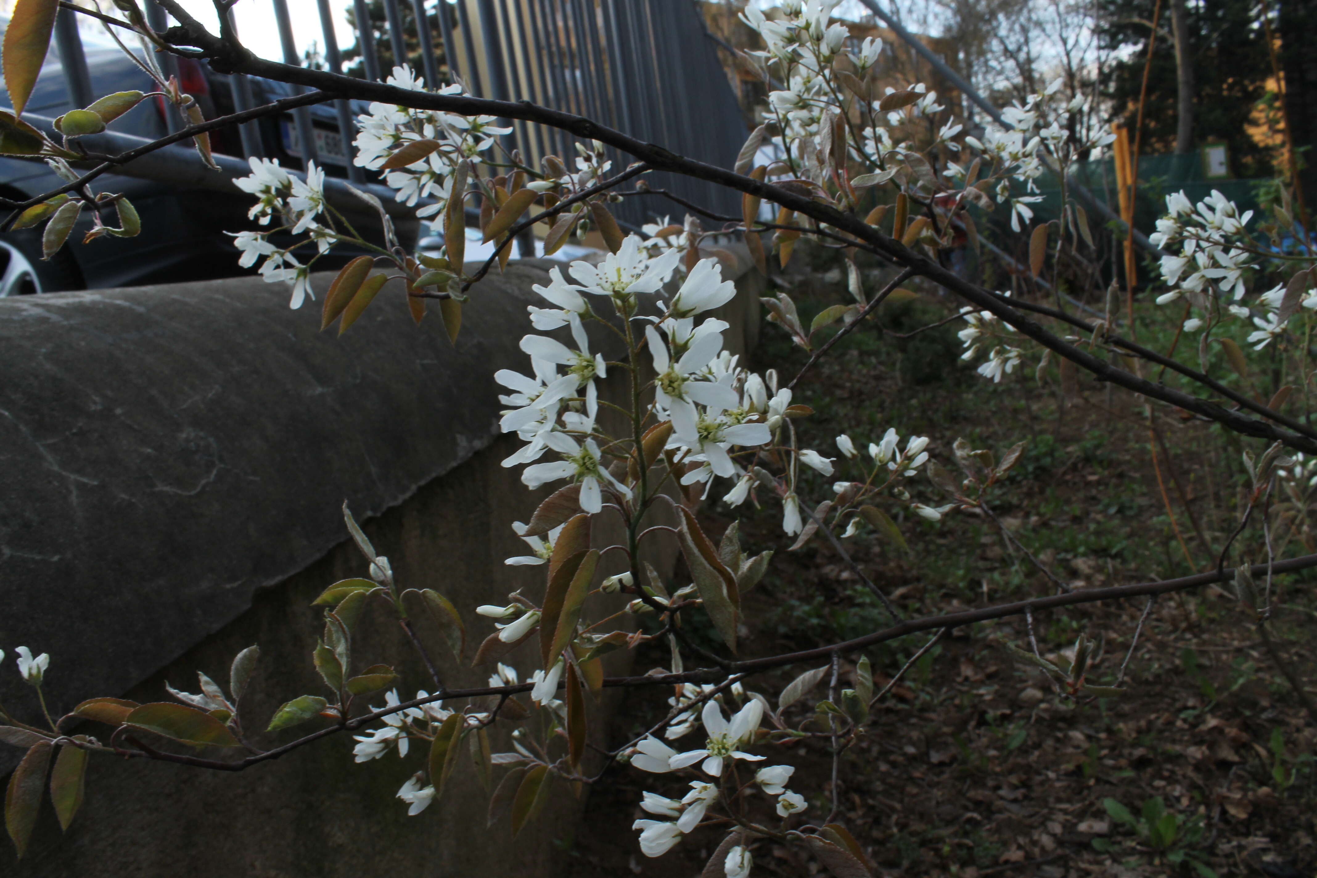 Image de Amelanchier lamarckii