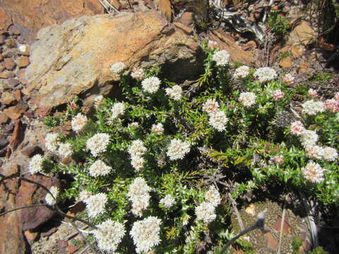 Image of Upside-down Blombush