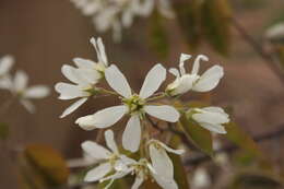 Image de Amelanchier lamarckii