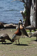 Image of Ashy-headed Goose