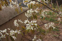 Image de Amelanchier lamarckii