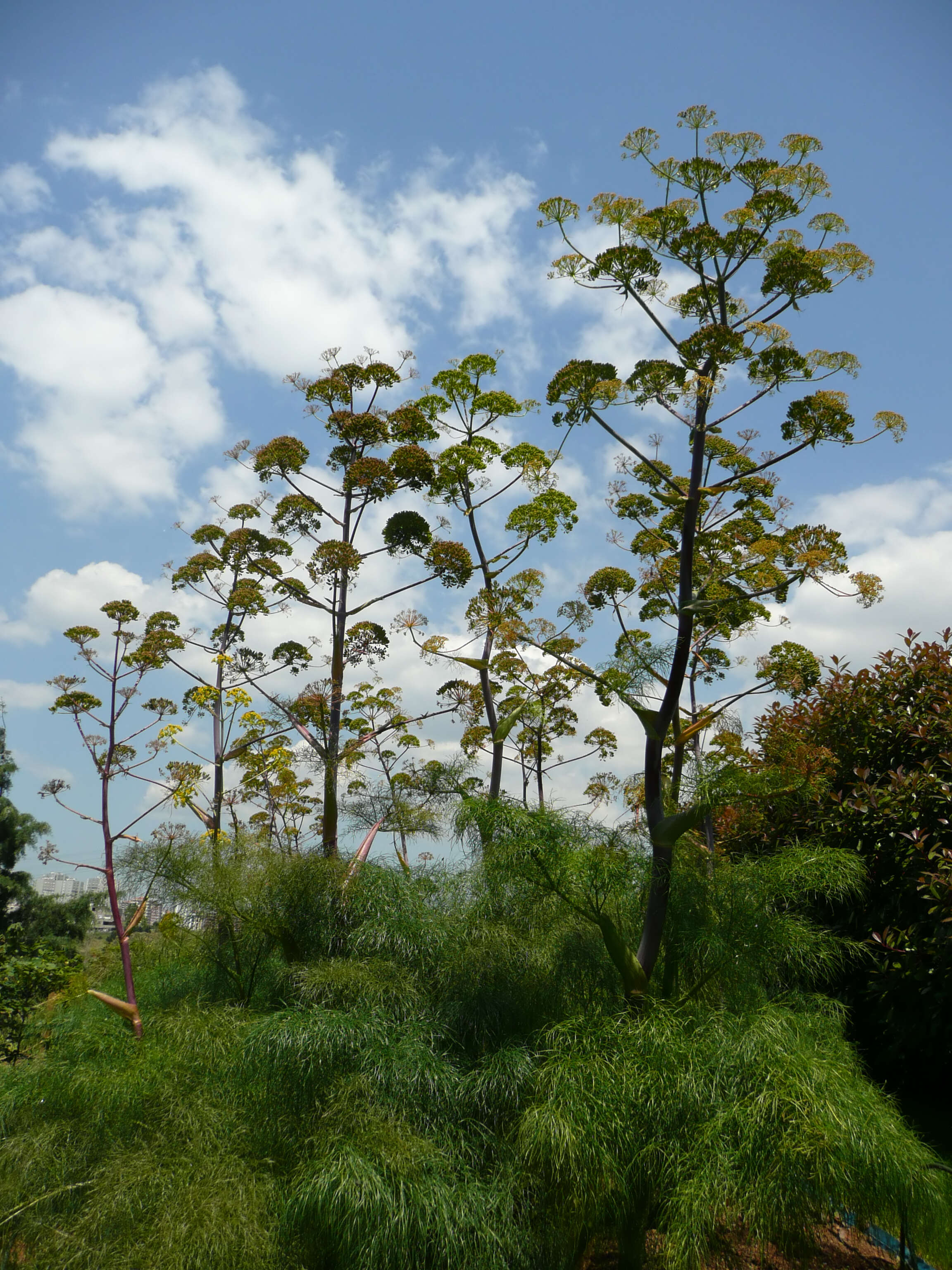 Image of Giant Fennel