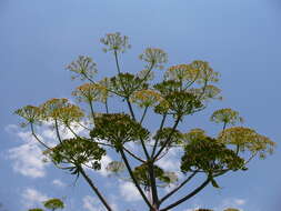 Image of Giant Fennel