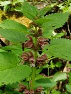 Image of Lamium orvala L.