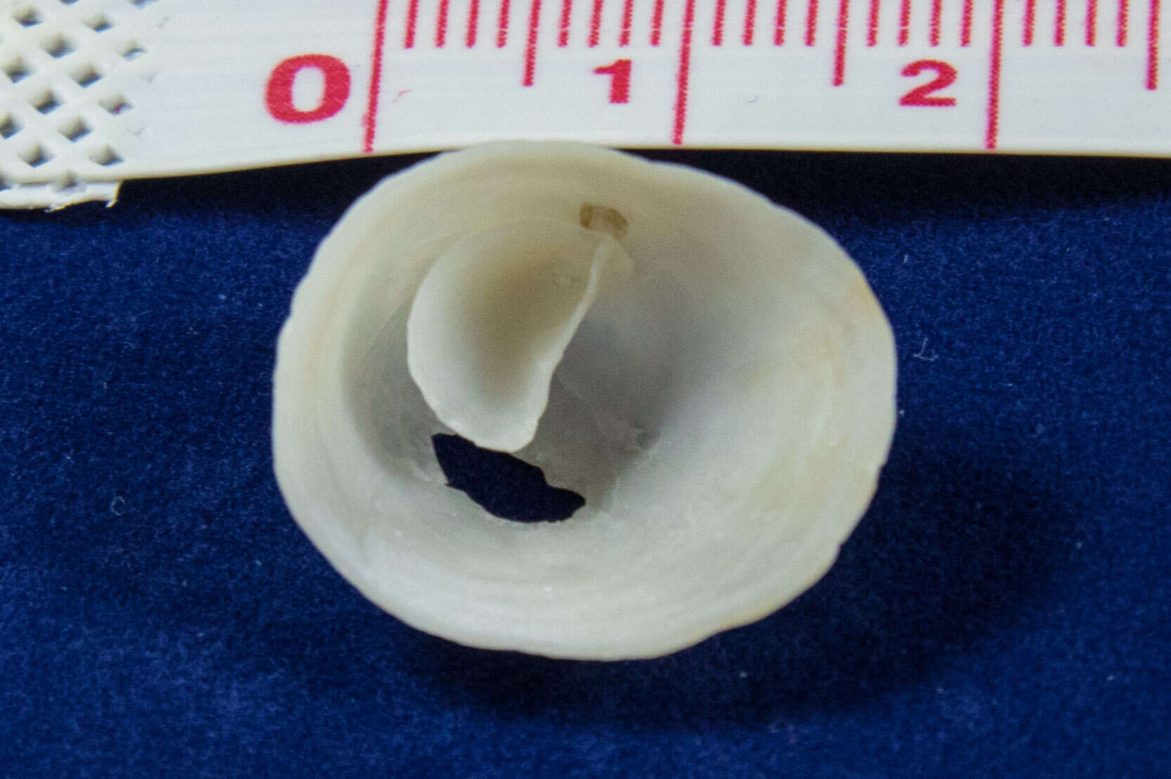 Image of Spiny cup and saucer shell