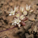 Image of Sedum eriocarpum subsp. caricum (Carlström) H. 't Hart