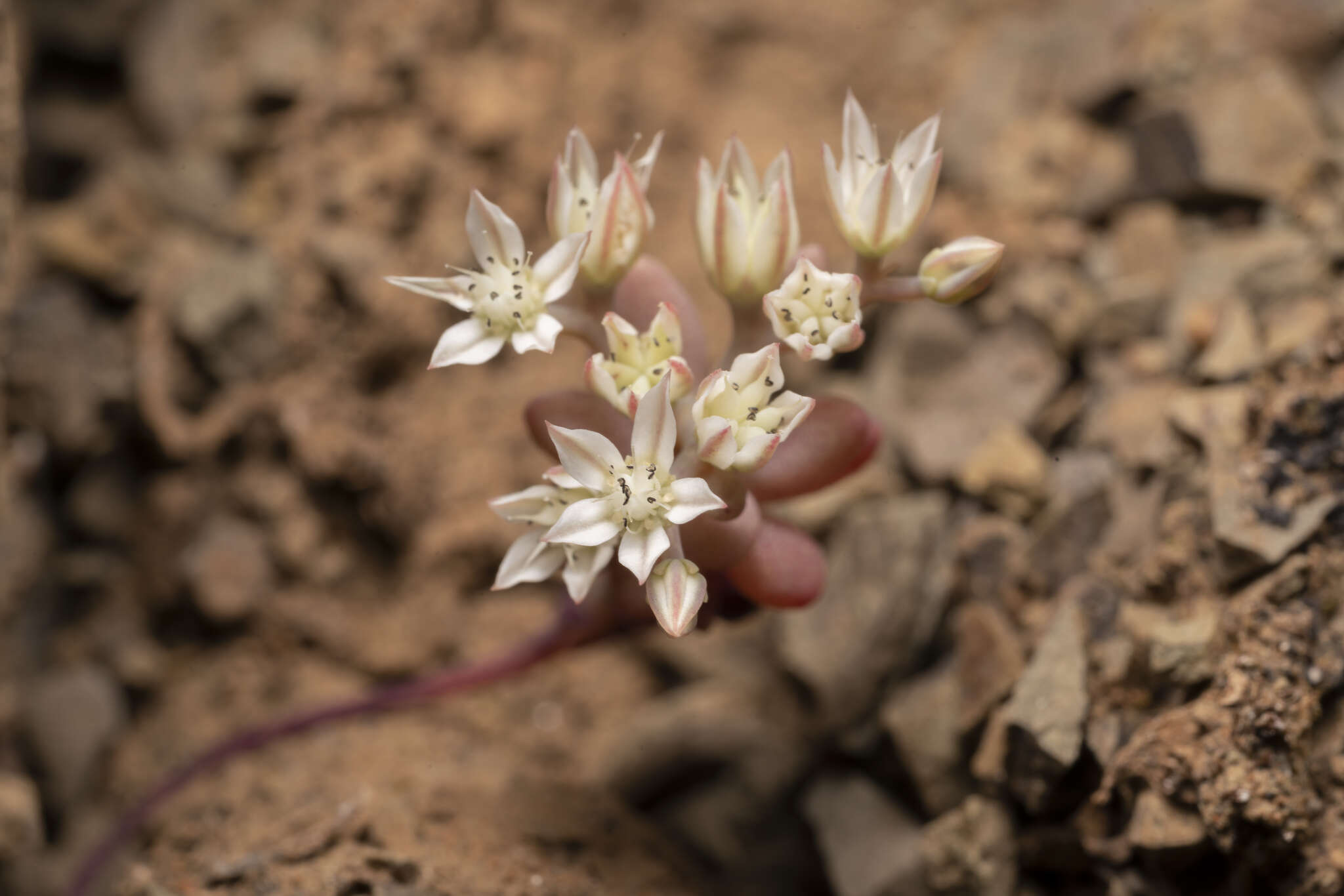 Sivun Sedum eriocarpum subsp. caricum (Carlström) H. 't Hart kuva