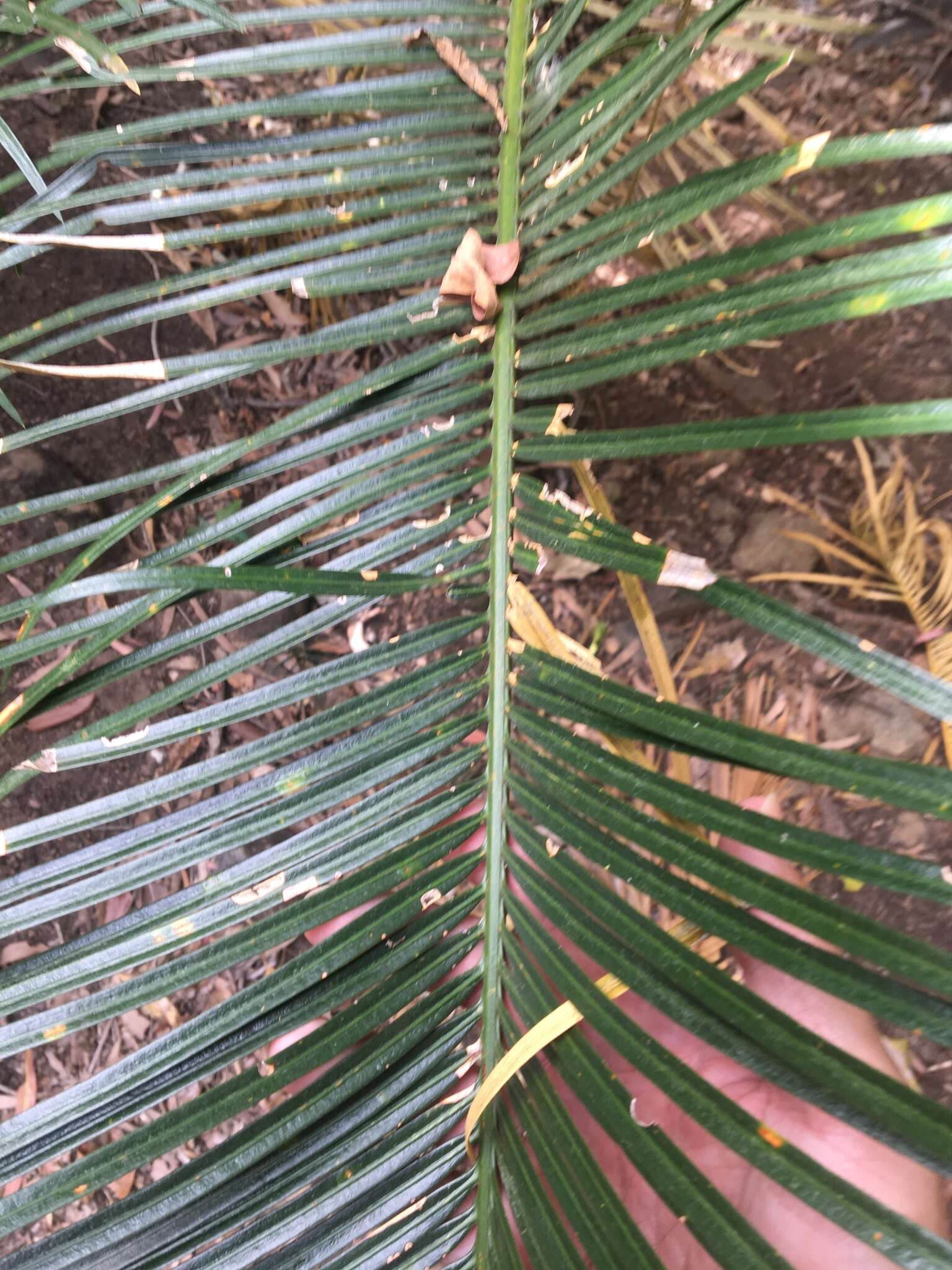 Image of Cycas megacarpa K. D. Hill