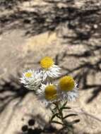 Image of Waitzia acuminata var. albicans P. G. Wilson