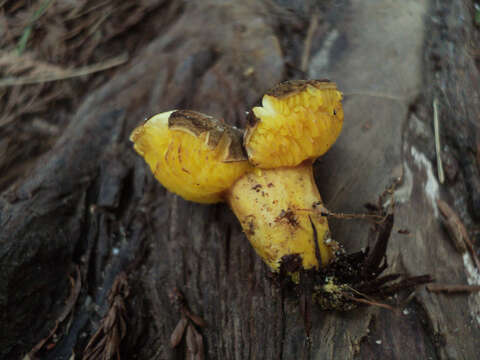 Image of Phylloporus arenicola A. H. Sm. & Trappe 1972