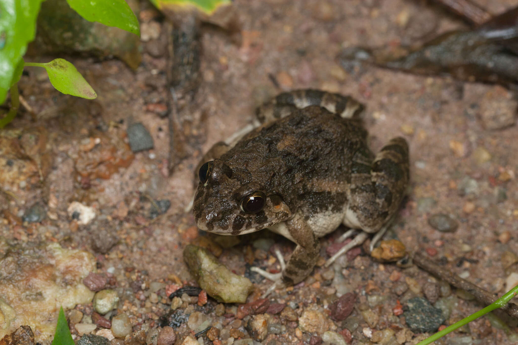 Fejervarya multistriata (Hallowell 1861)的圖片