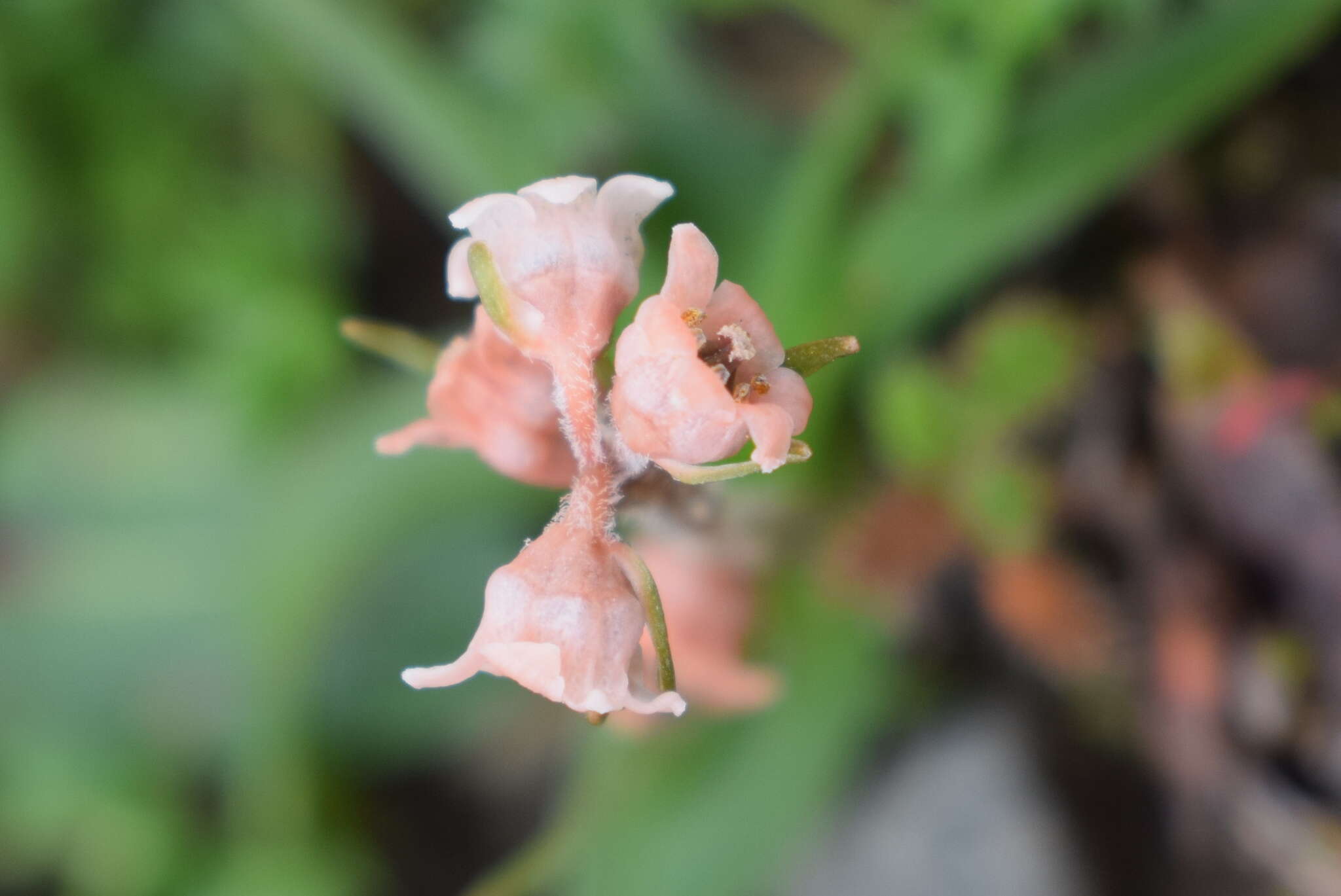 Image of Aletris pauciflora var. pauciflora