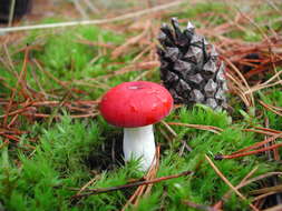 Image of Russula emetica (Schaeff.) Pers. 1796