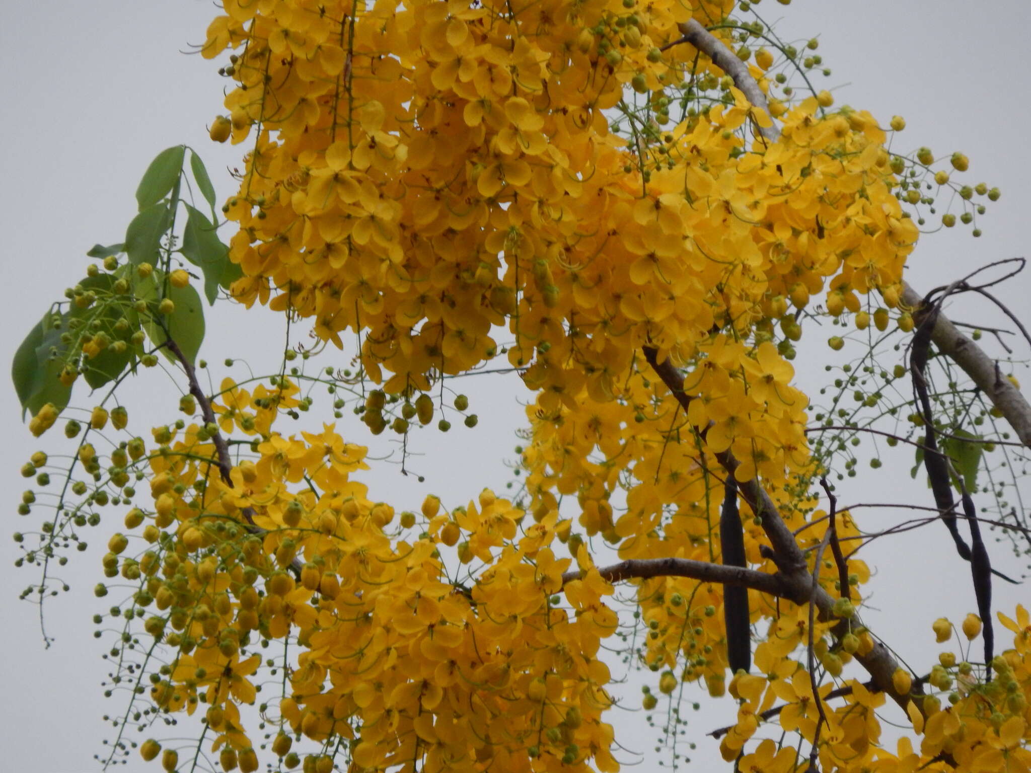 Sivun Kultasadekassia kuva