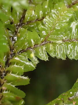 Image of Plagiochila trispicata Colenso