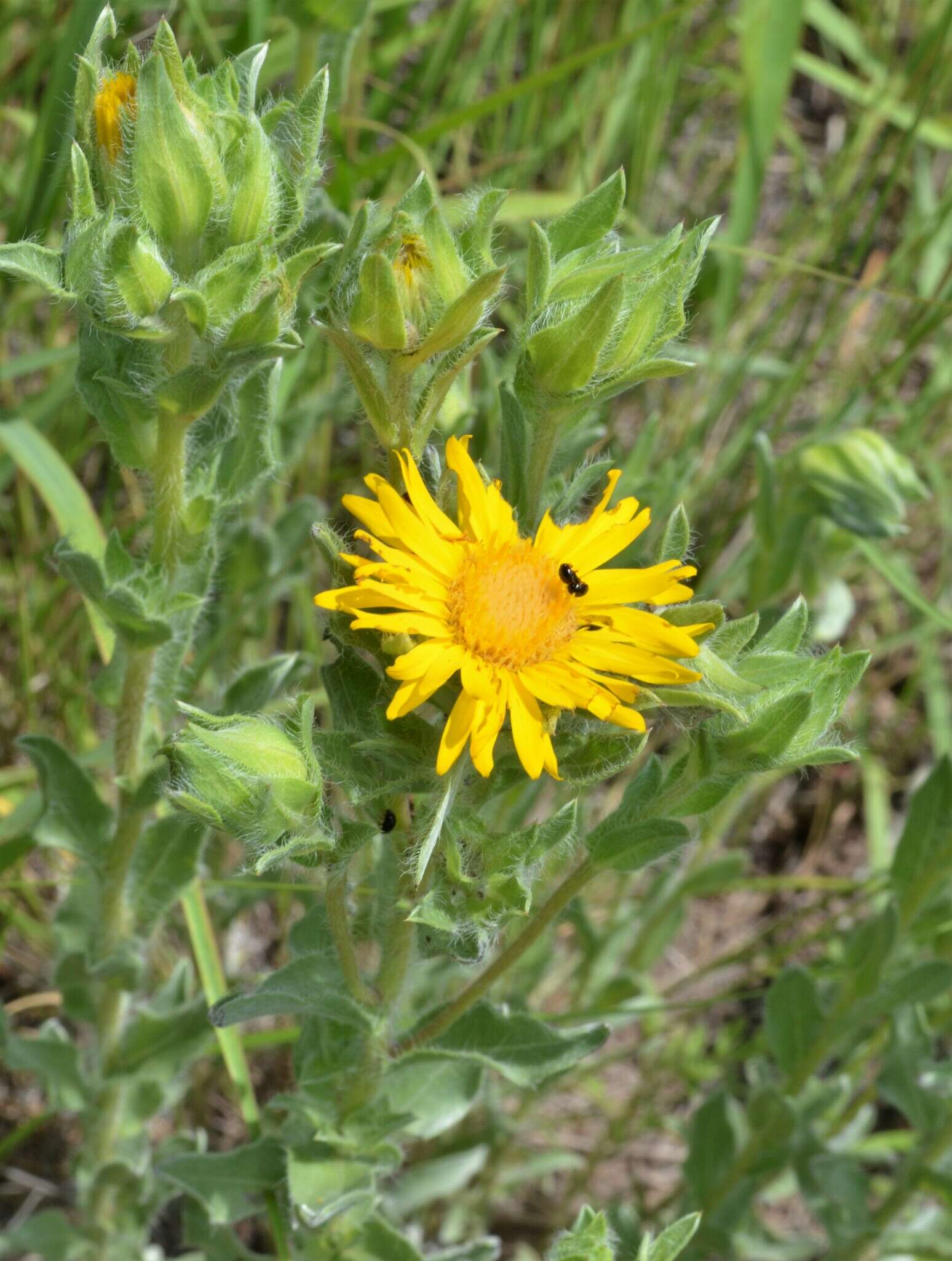 Image of Rutter's false goldenaster