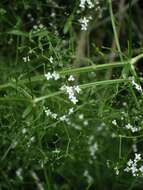 Imagem de Galium palustre L.