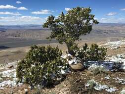 Image of Bigberry Juniper