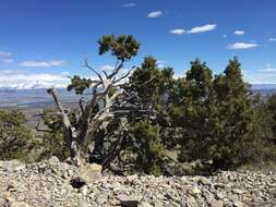 Image of Bigberry Juniper