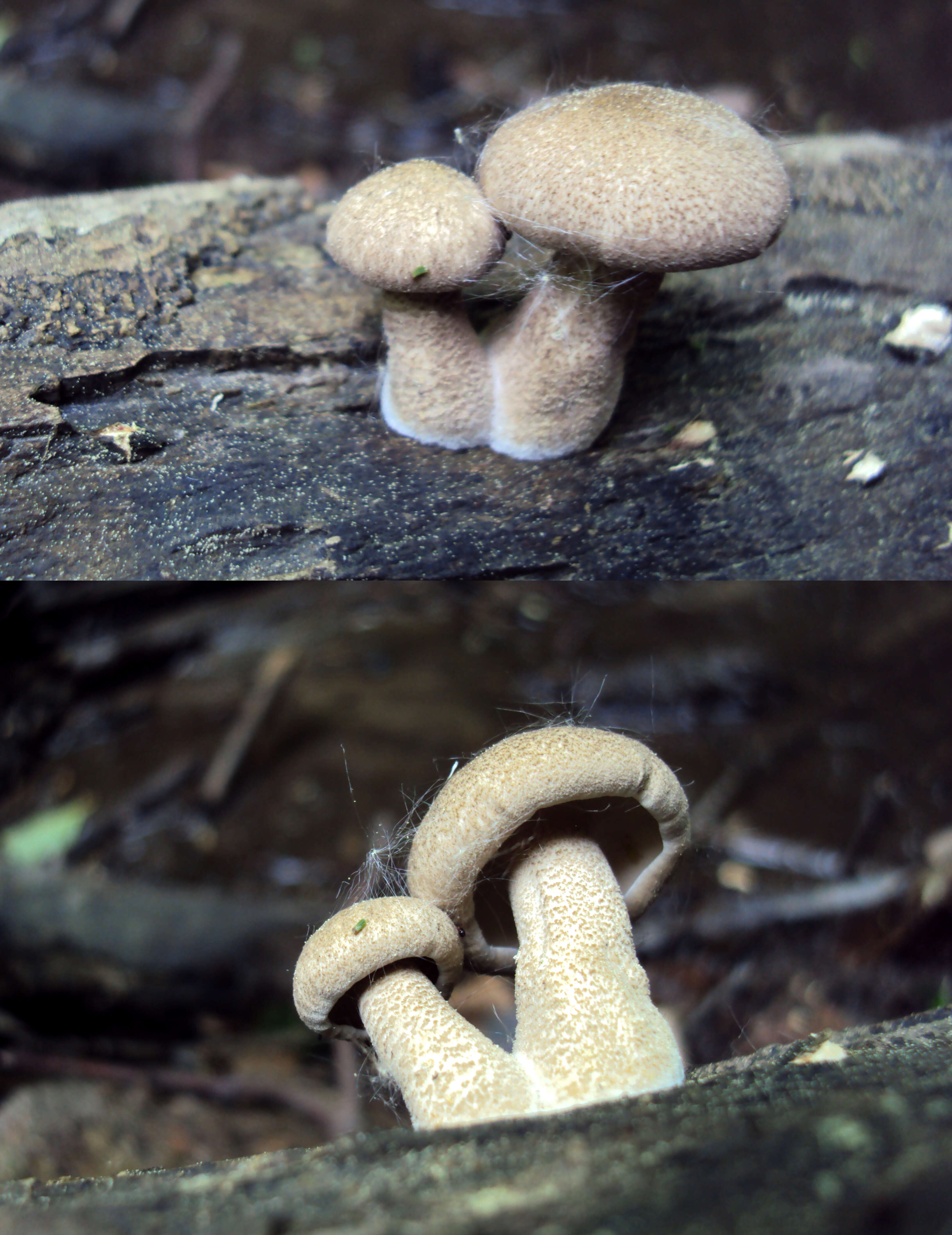 Image of Lentinus substrictus (Bolton) Zmitr. & Kovalenko 2016