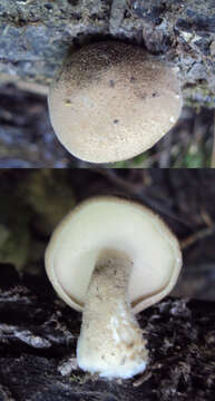 Image of Lentinus substrictus (Bolton) Zmitr. & Kovalenko 2016