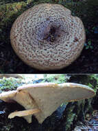 Image of dryad's saddle