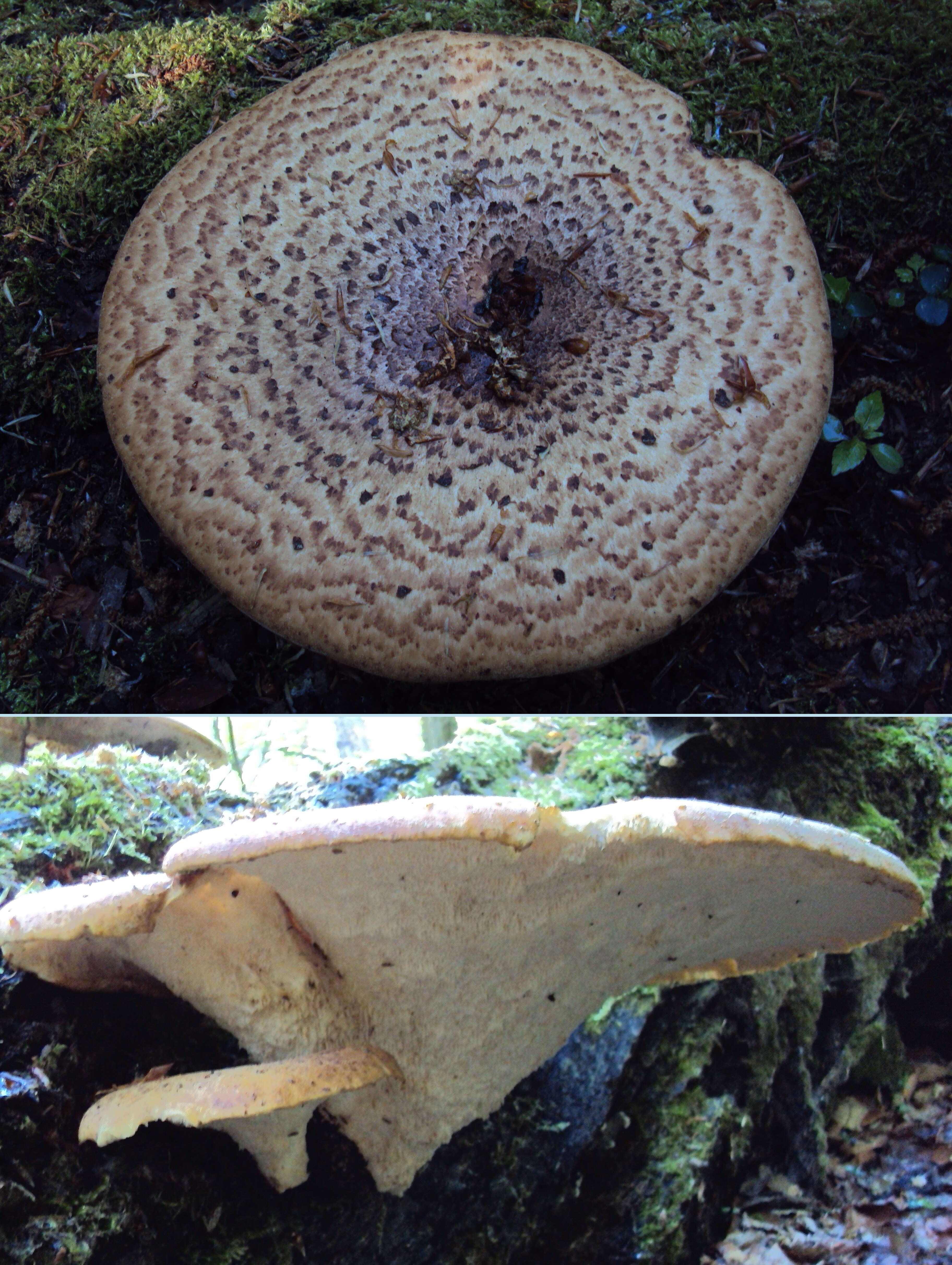 Image of dryad's saddle