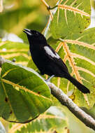 Image of Loriotus luctuosus panamensis (Todd 1917)