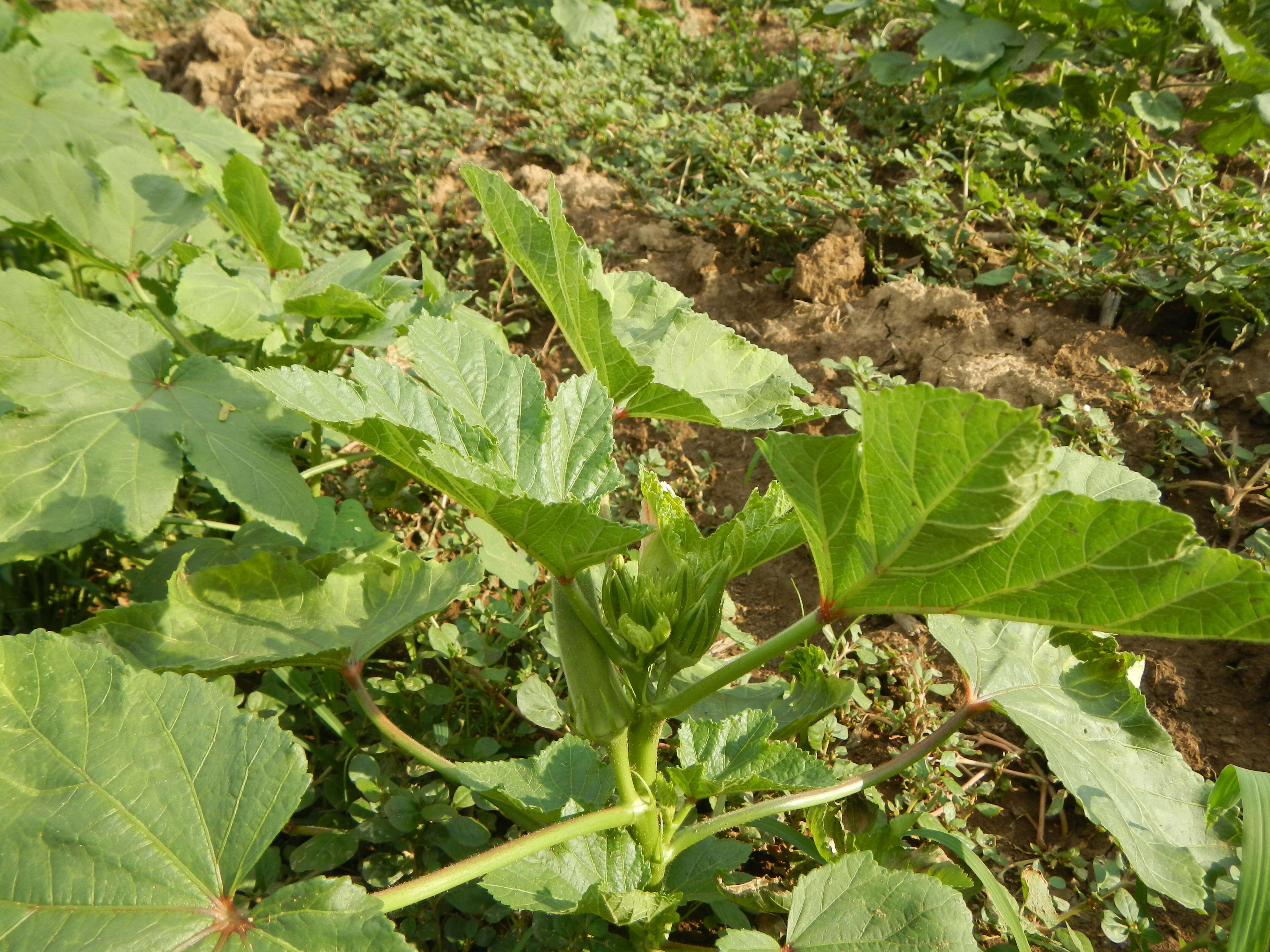 Image of okra