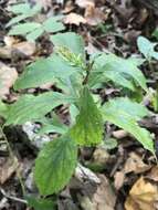 Image of elmleaf goldenrod