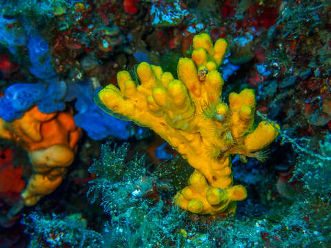 Image of Mediterranean mermaid's glove