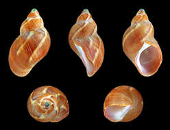 Image of pheasant shell